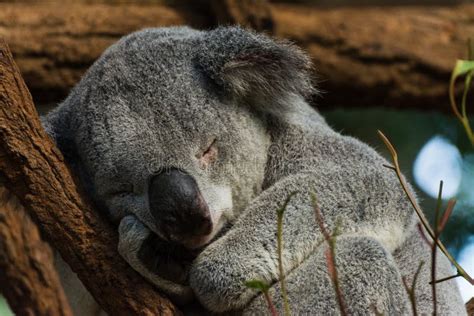 Tir De Focalisation S Lectif D Un Koala Qui Dort Sur L Arbre Photo