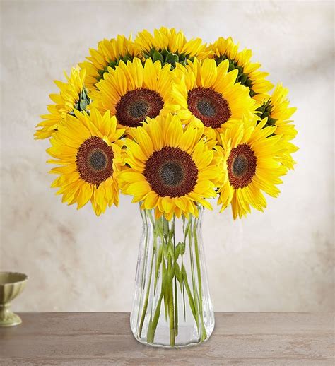 Sunflowers In A Vase 6 12 Or 18 Stems Dedham Flower Shop