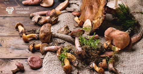 What Is a Mushroom? Everything You Need to Know About Edible Fungi