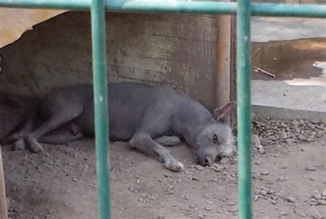 No Más Animales En El Parque Regional Pide ‘animal Heroes Perriodismo