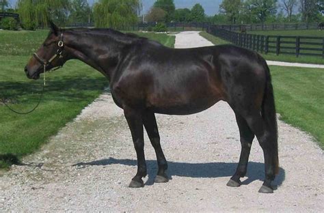 Oldenburg (Oldenburger) Horse Breed Info, History, Videos, Pictures