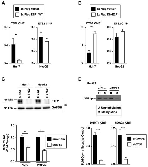 E2f1 And Ets2 Regulate The Rs2853669 Variant Mediated Tert Expression