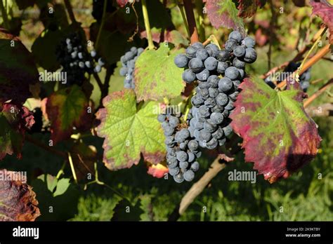 Red Wine Vines In The Vinho Verde Region Portugal Stock Photo Alamy