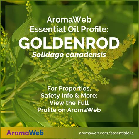 Goldenrod Essential Oil Uses And Benefits Aromaweb