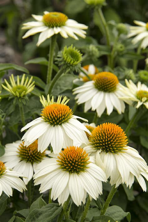 Echinacea Pow Wow White Coneflower 4 Pot Hello Hello Plants