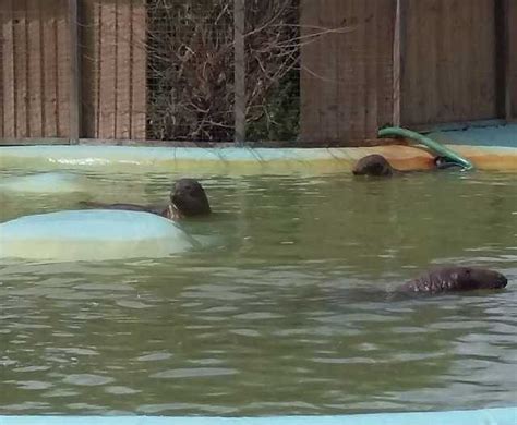 Mablethorpe Seal Sanctuary and Wildlife Centre - Wikiwand