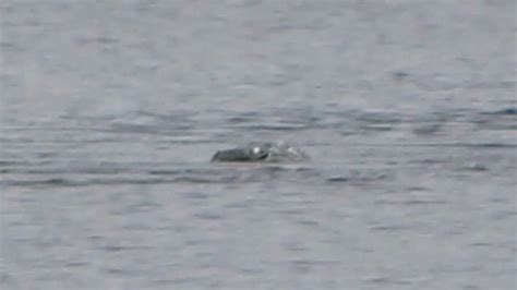 Loch Ness Monster New Nessie Photos ‘most Exciting’ Ever Released Amid New Search Geelong