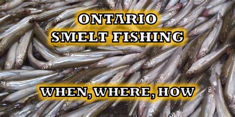 Smelt Fishing Ontario: Where, When, & How