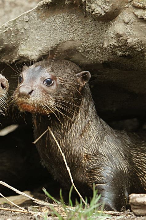 The Giant Otter Live Mostly In The Rivers Of The Amazon Rainforest And