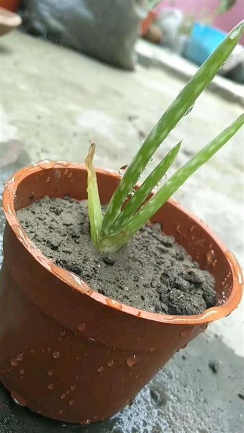 New Aloe Vera propagation | Aloe vera, How to stay healthy, Brown spots ...