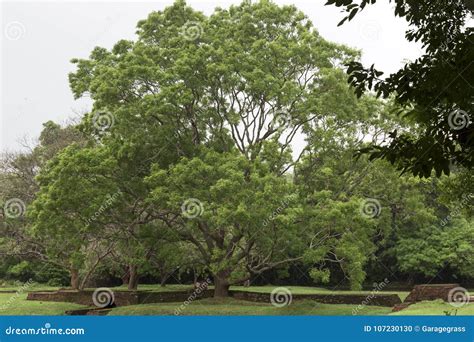 Giant Big Tree Sri Lanka Stock Photo Image Of Lankan 107230130