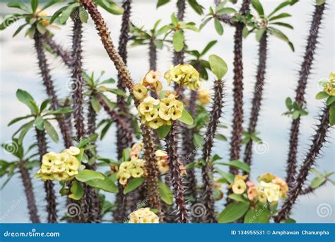 Crown Of Thorns Yellow Euphorbia Milli Flower Stock Image Image Of Branch Closeup 134955531