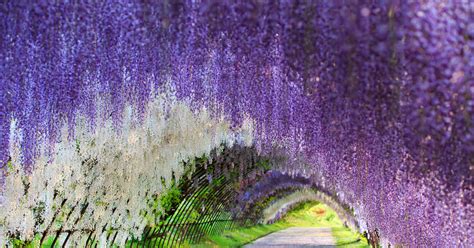 Wisteria Flower Tunnel, Japan | 83 Unreal Places You Thought Only Existed in Your Imagination ...