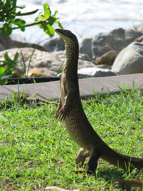 goanna animal adaptations Goanna facts for kids & adults: pictures, in-depth information & video