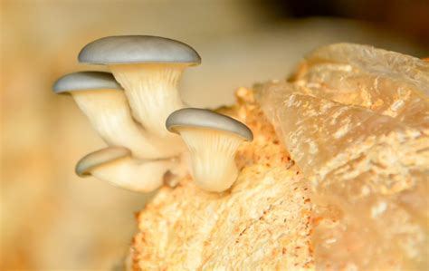 Complete Guide To Growing Mushrooms On Sawdust Blocks GroCycle