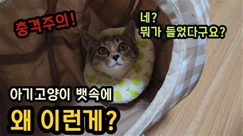 구조한 아기고양이 뱃속에 이상한게 들어있어요straycatsbuin Youtube