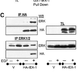 Iex Binds Specically To The Active Forms Of Erk A And B