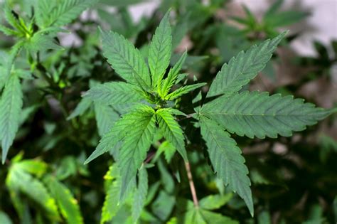 Cannabis Bientôt Un Référendum Sur La Légalisation En France L Humanité