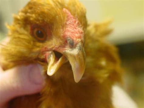 Beak Deformities In Chickens Signs Treatment And Prevention