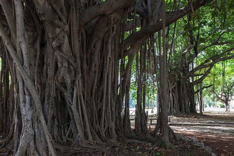 Monstrous Magnificence Unveiling The Worlds Largest Banyan Tree A