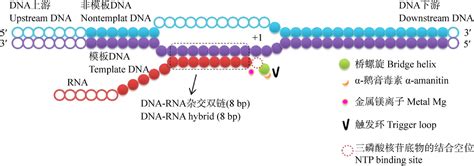 Research Progress On The Interaction Between α Amanitin And Eukaryotic