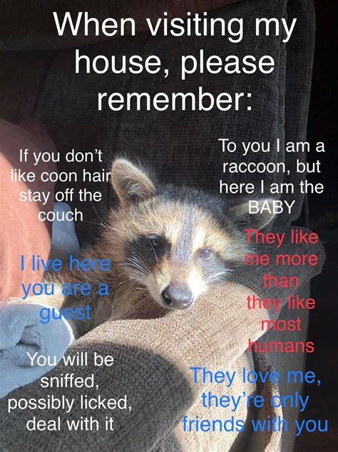 House Rules! : r/Raccoons