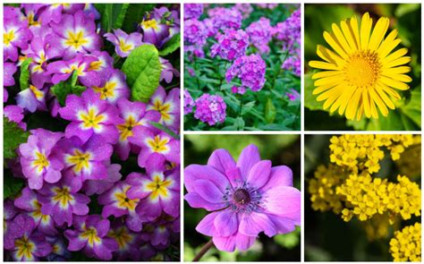 10 Lovely Spring-Blooming Perennials To Brightly Color Your Garden ...