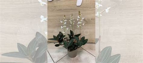 Орхидея Лудизия купить во Владимире | Товары для дома и дачи | Авито