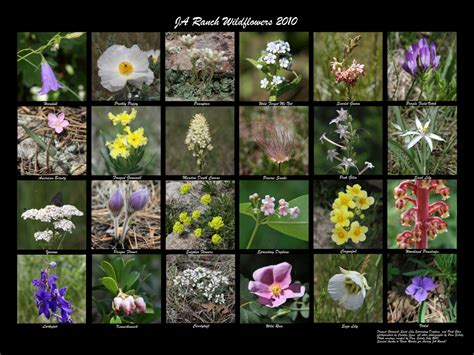 More Colorado Wildflowers