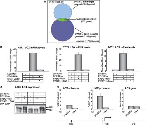 Identification Of Direct Downregulated Targets Of Ews Fli A Venn