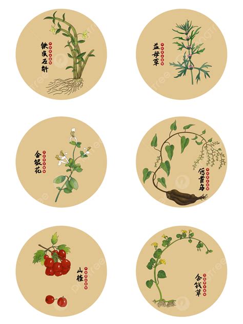 中醫中草藥中藥草本植物藥材醫藥文化套圖 中醫養生 中醫 中藥素材圖案，psd和png圖片免費下載