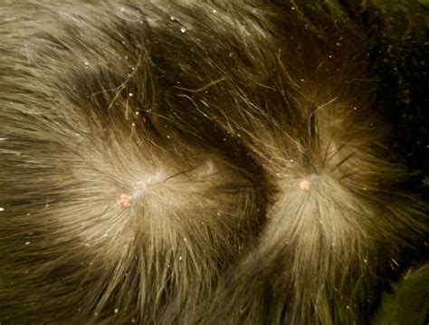 My Cat Has Growths On Back What Could They Be R Askvet