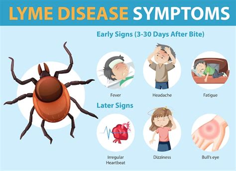 Infographie Sur Les Symptômes De La Maladie De Lyme Vecteur Gratuite