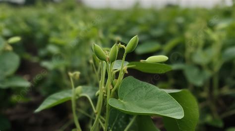 Tanaman Kedelai Akan Mekar Di Ladang Gambar Tanaman Kacang Hijau Latar Belakang Untuk Unduhan