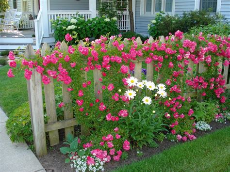 40 Best And Beautiful Climbing Flowers For Fences Ideas DecoRewarding