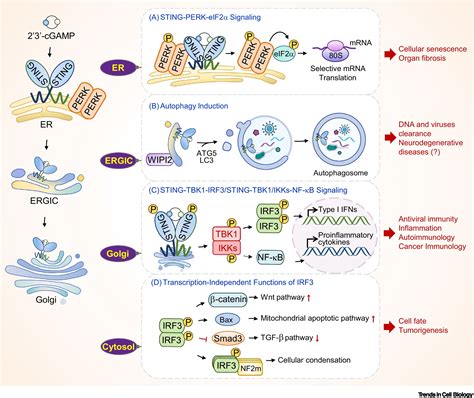 Cellular Functions Of Cgas Sting Signaling Trends In Cell Biology