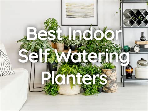 7 Best Indoor Self Watering Planters for Healthy Houseplants - Plant Index