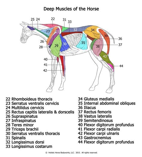 Picture Horse Anatomy Horse Therapy Horse Massage