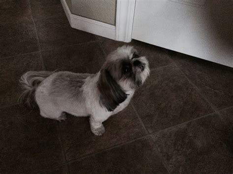 A Small Dog Sitting On The Floor In Front Of A Door And Looking At