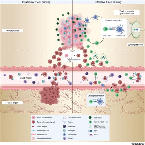 Antimetastatic Defense By Cd T Cells Trends In Cancer