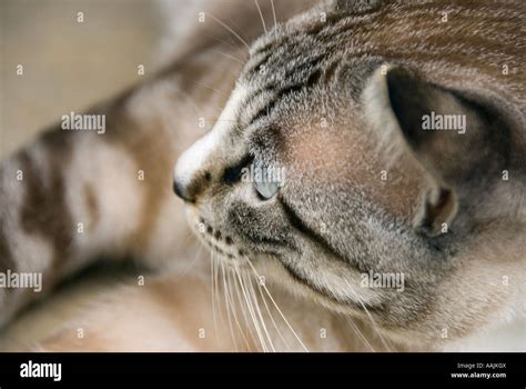 cat face, close-up Stock Photo - Alamy