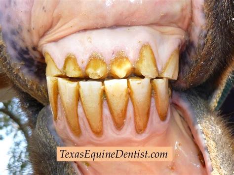 Texas Equine Dentistry Blog Texas Equine Dentistry Blog