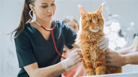 Anemia Infettiva Nel Gatto Cause Sintomi E Trattamento