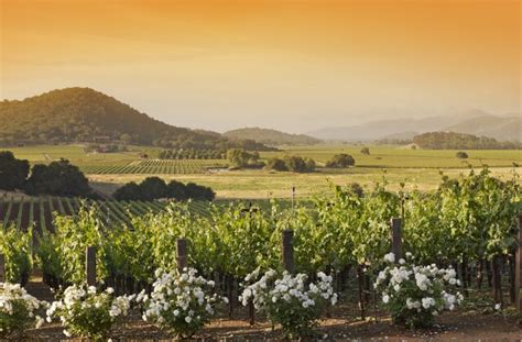 15 Top Napa Valley Wineries to Visit