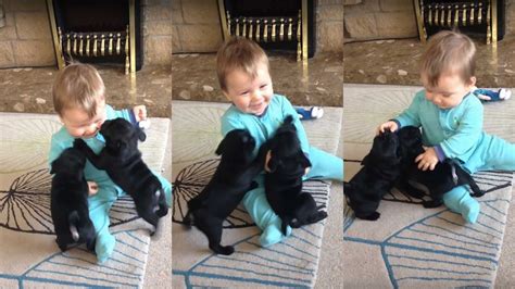 Cute Baby Laughing At Pug Puppies Will Make You Happy!