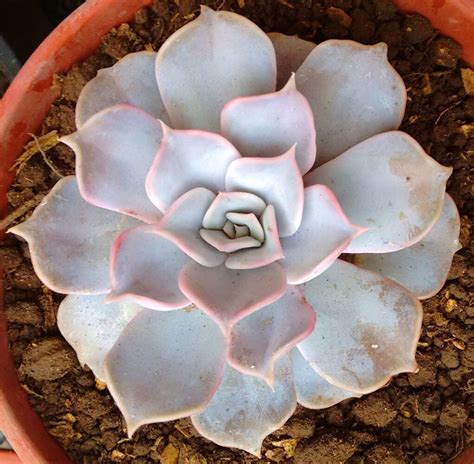 Echeveria Lilacina Todo Sobre Los Cuidados De La Echeveria Fantasma