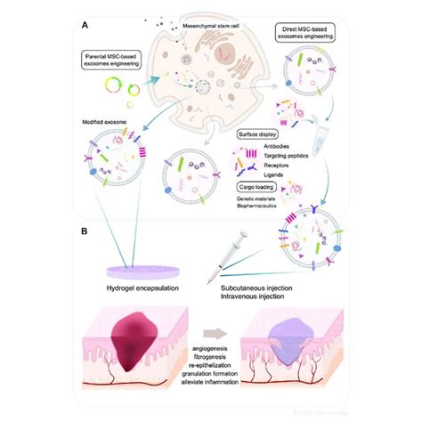 A Biogenesis Of Mesenchymal Stem Cell Derived Exosomes The