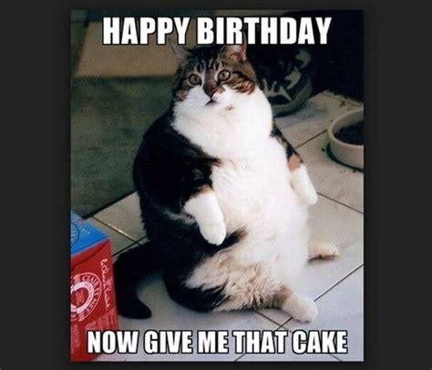 Top 21 Funny Cat Birthday Meme - Home, Family, Style and Art Ideas