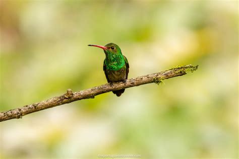 Mindo Birdwatching Tour Birding Tour All You Need To Know