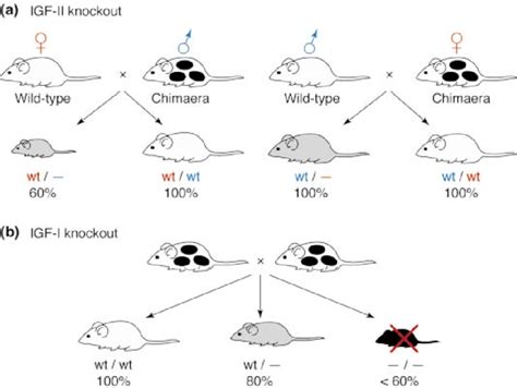 Insulin Like Growth Factor I IGF I And IGF II Knockouts Cause Growth